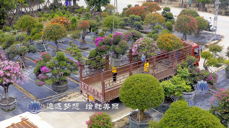 中国花木之乡